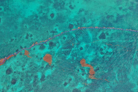 墨西哥Tulum海藻覆盖图片