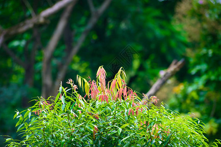 在模糊森林绿背景上美丽的粉红和绿叶图片