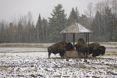 美国野牛在冬日图片