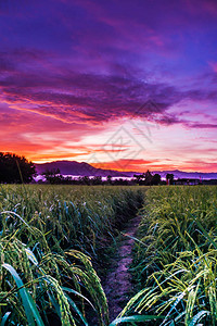 景观与天空在暮光之城时间的稻田图片