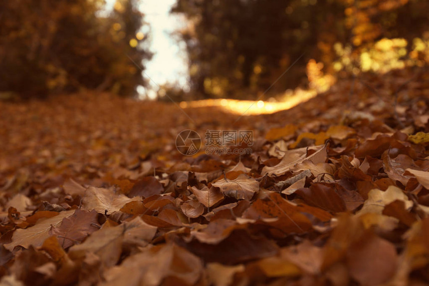 秋日落叶覆盖的地面图片