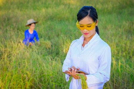 亚洲女研究员正在监测农场稻米的质量农图片
