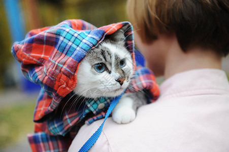 身穿一格色衬衫的美丽的白蓝眼睛猫在公园女主人的肩膀上图片