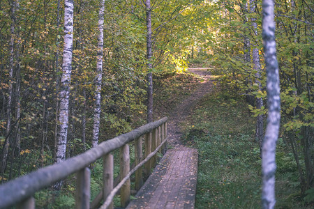 秋天在森林中横跨水面的木板桥背景图片