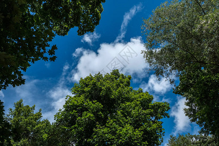 蓝天下大树的低视角图片