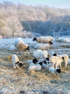 羊群在寒冷的冬日图片