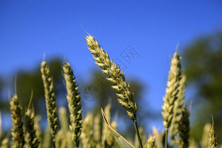 农业优质小麦青年小麦小麦图片