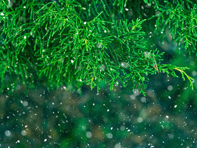 绿色fir树冬季圣诞节背景分支纹理森林自图片