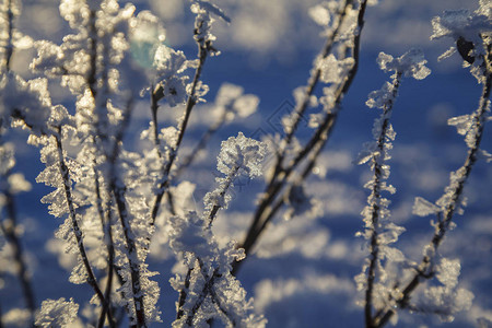 树枝冻在冰里冰冻的树枝在冬季森林中冰冻的图片