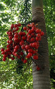 树上的红色棕榈果图片