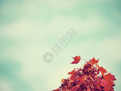 美丽的秋天风景蓝色天空的红图片