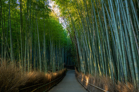 日本京都岚山竹沟图片