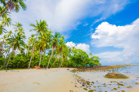 带椰子棕榈树热带岛屿的图片