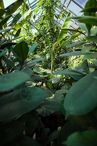 保护馆中热带植物密图片