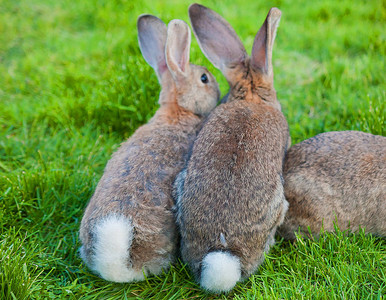 两只小兔子坐在绿草后视镜中背景图片