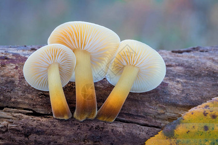 背景模糊的金针菇金针菇或冬菇令人惊叹的食用蘑菇图片