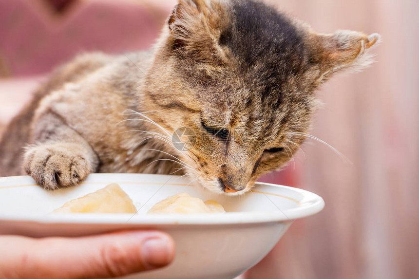 一只饥饿的老猫在有食物的菜盘旁图片