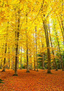 秋天的乡村森林景观图片