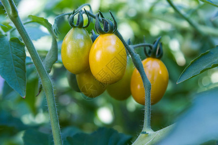 成熟时树枝上的黄色樱桃番茄图片