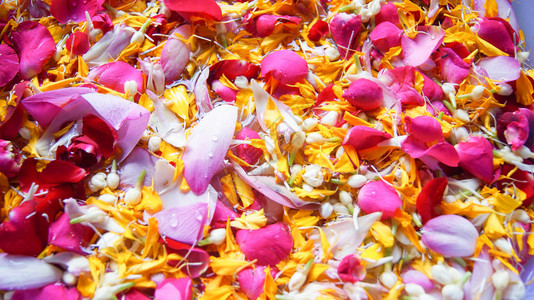 花背景粉红玫瑰花瓣和黄色大马龙花朵蜜香图片