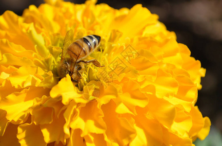 黄花上的昆虫蜜蜂蜜蜂在花园秋季模糊背景中为蜜蜂收集花粉图片