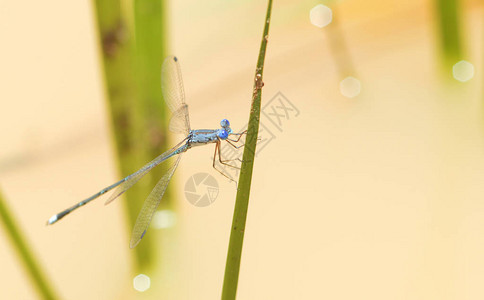 蜻蜓在叶子上昆虫蓝蜻蜓在绿叶上休息美丽的自然水背景大自然图片