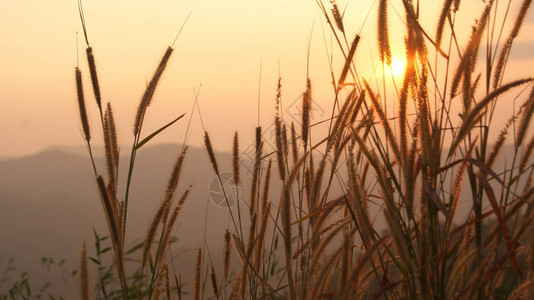 日出花草太阳花植物在晨光秋田和山背景日落橙色图片