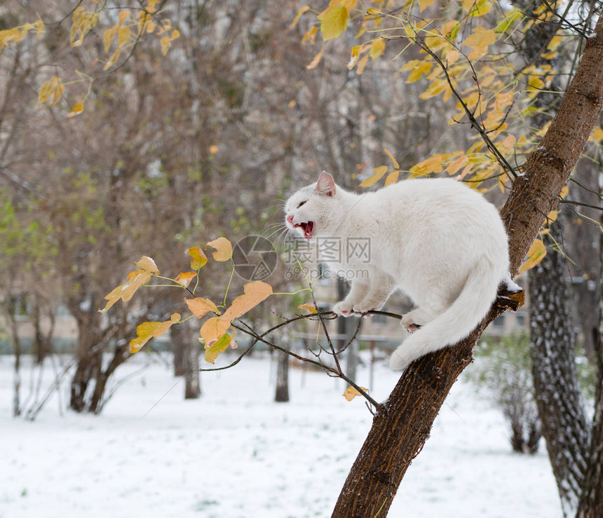 愤怒的白猫在一棵树上大喊叫图片