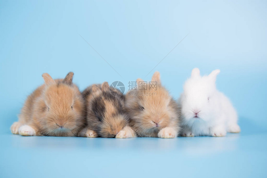 在蓝色背景的勇小新出生的兔子图片