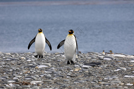 两只王企鹅在南极乔治亚州萨尔斯伯里平原的卵图片