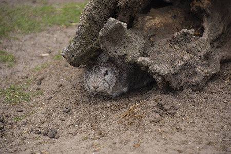 兔子在动物园的洞穴里展示了风险机会决定犹豫恐惧探索图片