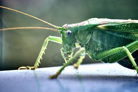 在昆虫Tettigoniaviridissima蚱蜢伟大的绿色丛林蟋蟀的宏观特写镜头背景图片