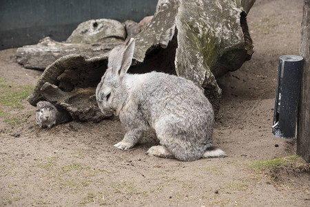 在动物园洞前的兔子展示了风险机会决定犹豫恐惧探索和检查的概图片
