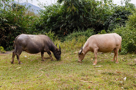 黑白越南水牛吃草图片