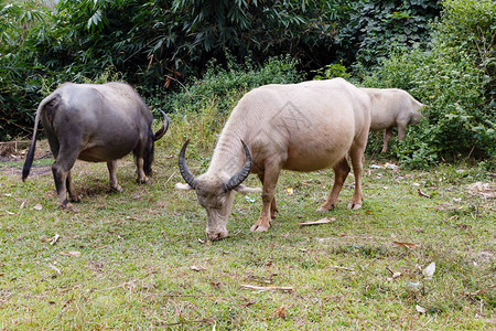 越南水牛吃草越南图片
