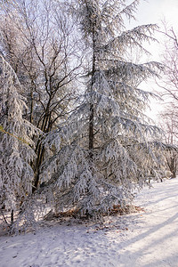 雪下森林中的树木图片