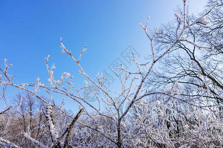 冰雪下的树冠光秃的树枝注意浅景深图片