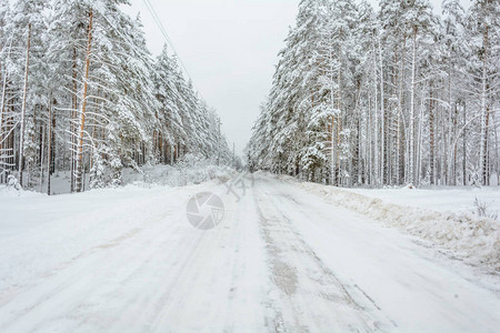 冬季道路树木松树和松树雪日图片