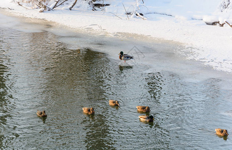 冬天河上的鸭子自然冬季森林格罗夫图片