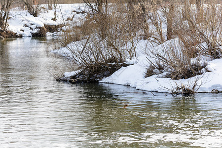 冬天野鸭飞过河图片