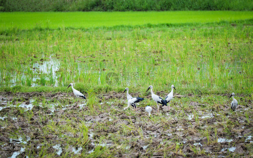 稻田上的亚洲鹳鸟在绿色农场寻找食物图片