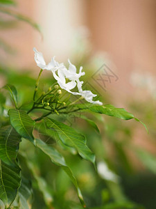 紧贴的茉莉花美丽的白色花背景图片