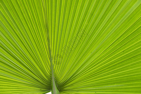 绿色谐波棕榈叶结构细节图片