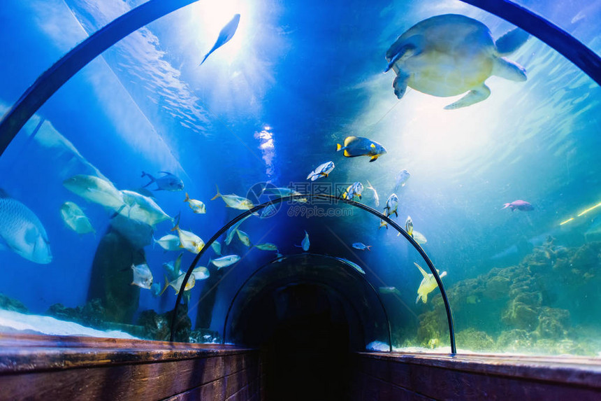 海洋馆美丽的水下隧道图片