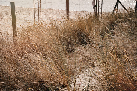 夏季海岸附近的沙丘草图片