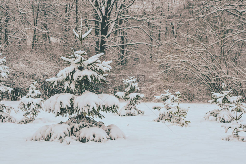 树松云杉在神奇的森林冬日雪林自然圣诞节rembling风景冬天背景梦幻般的童话般的神奇景观图片
