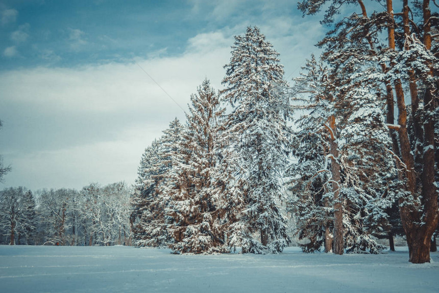 树松云杉在神奇的森林冬日雪林自然圣诞节rembling风景冬天背景般的童话般的神奇景观图片