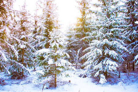 梦幻般的童话般的神奇景观在阳光明媚的冬天观赏圣诞树森林公园圣诞冬季图片