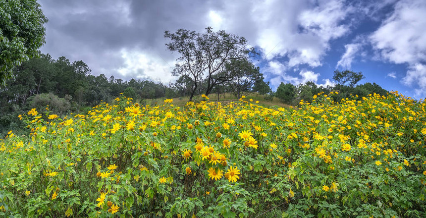 美丽的黄色野向日葵在山坡上绽放图片