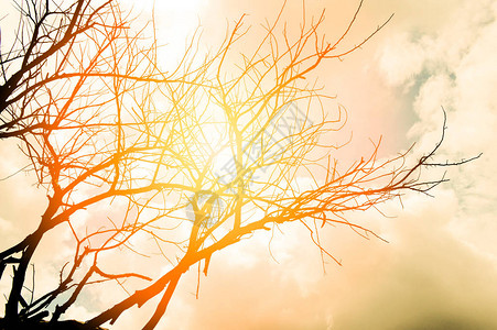 黄橙色天空背景在大自然夏日阳光炎热的干旱地带上树枯底图片